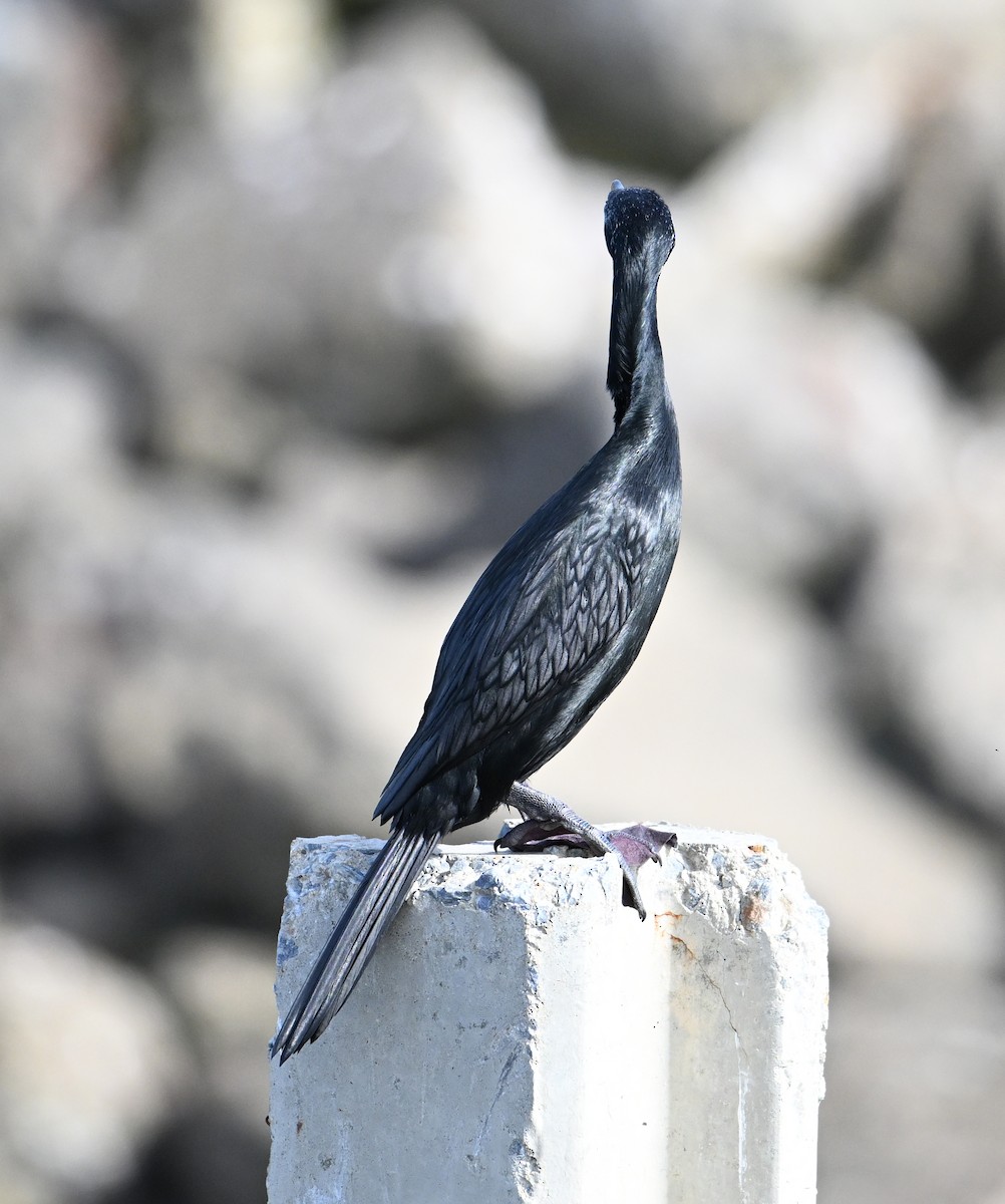 Little Cormorant - ML638288869