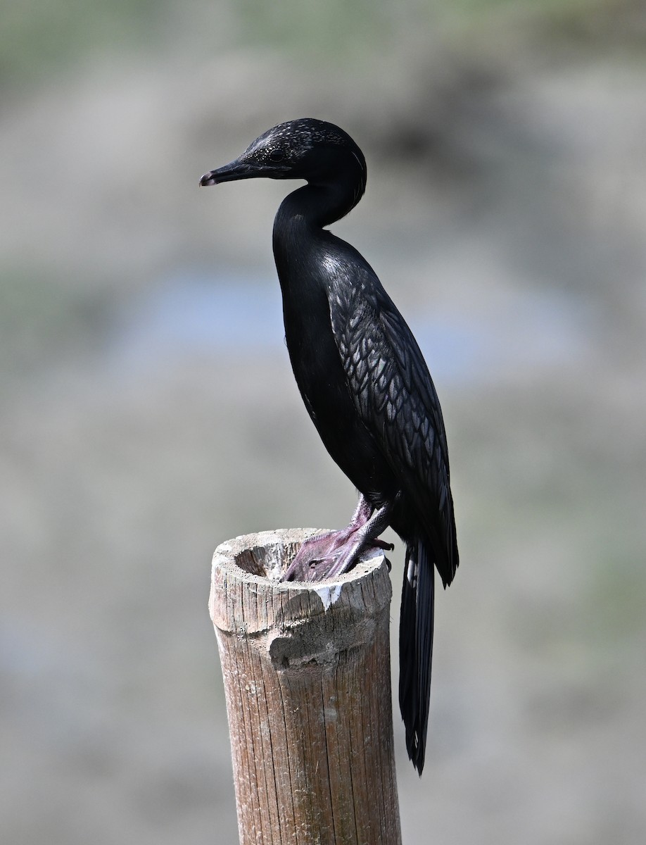 Little Cormorant - ML638288870