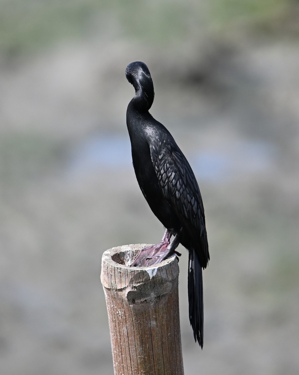 Little Cormorant - ML638288871