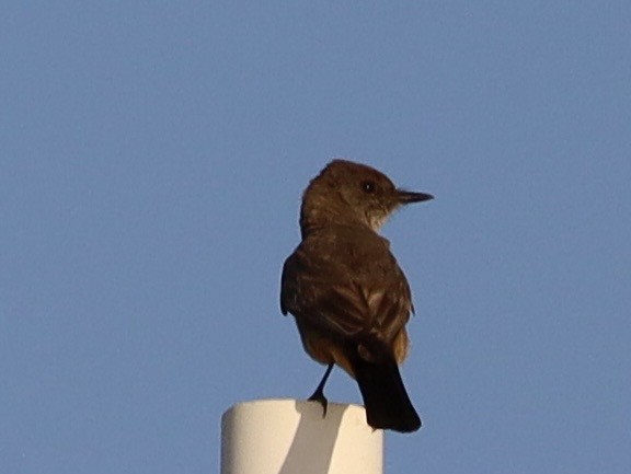 Say's Phoebe - ML638288873