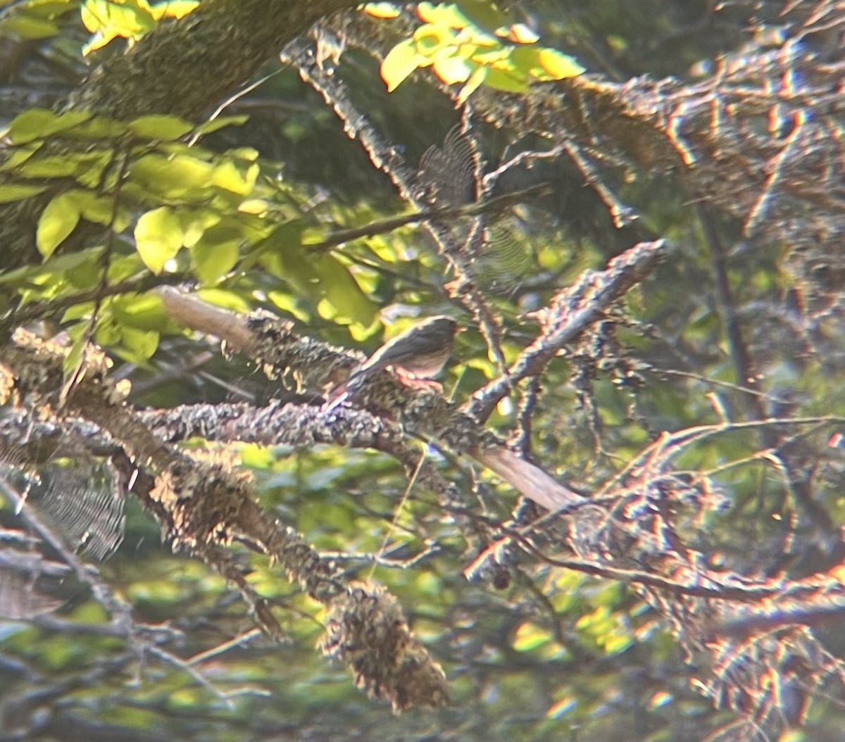 Dark-eyed Junco - ML638288877