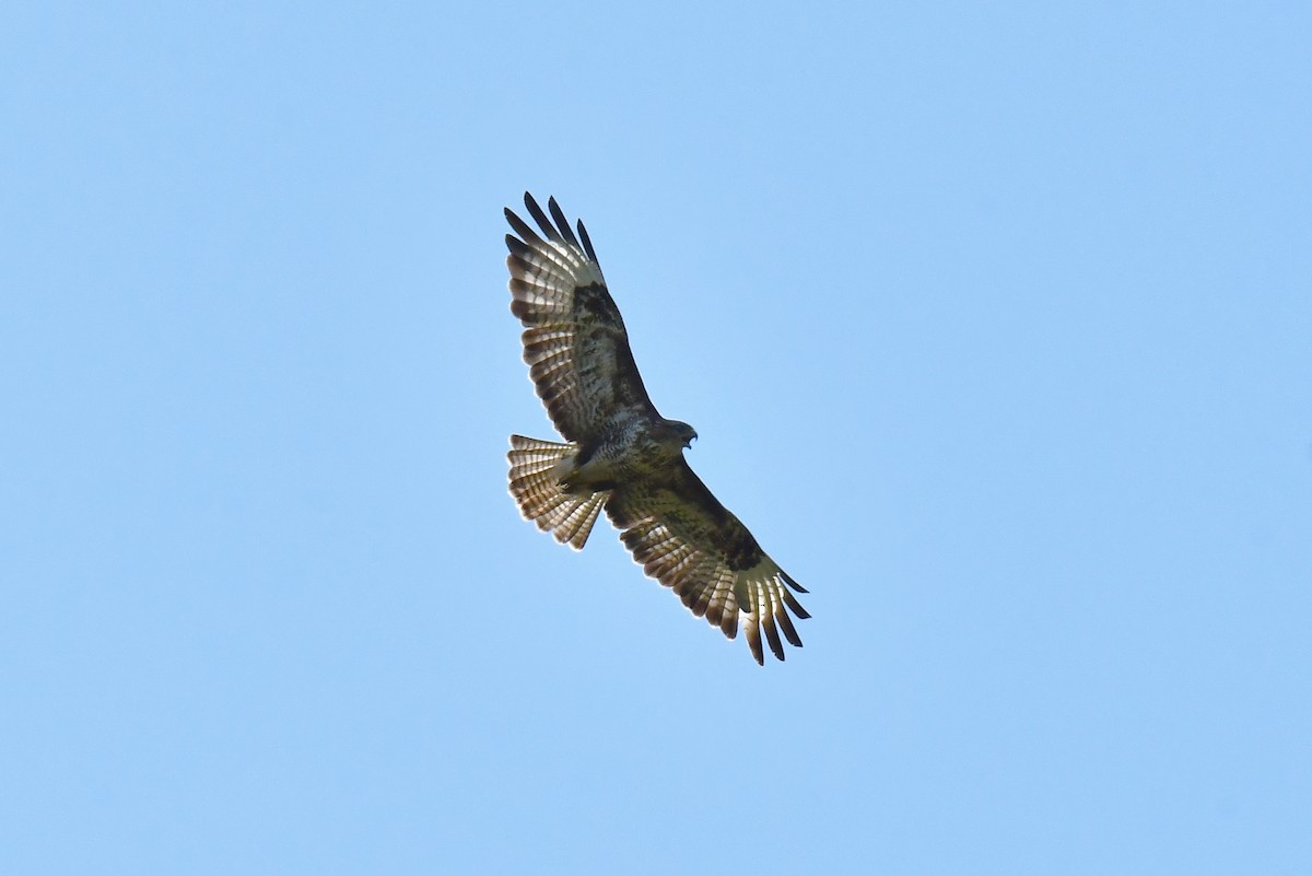 Common Buzzard - ML638288888