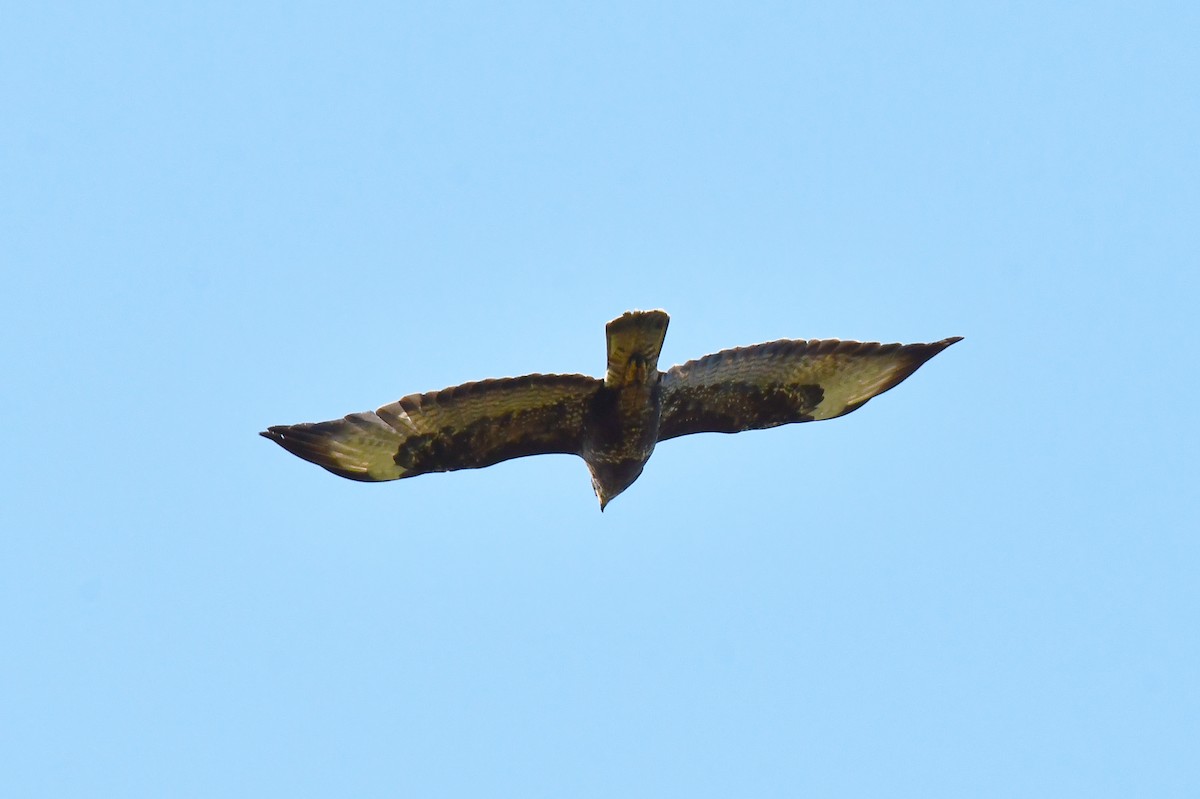 Common Buzzard - ML638288889