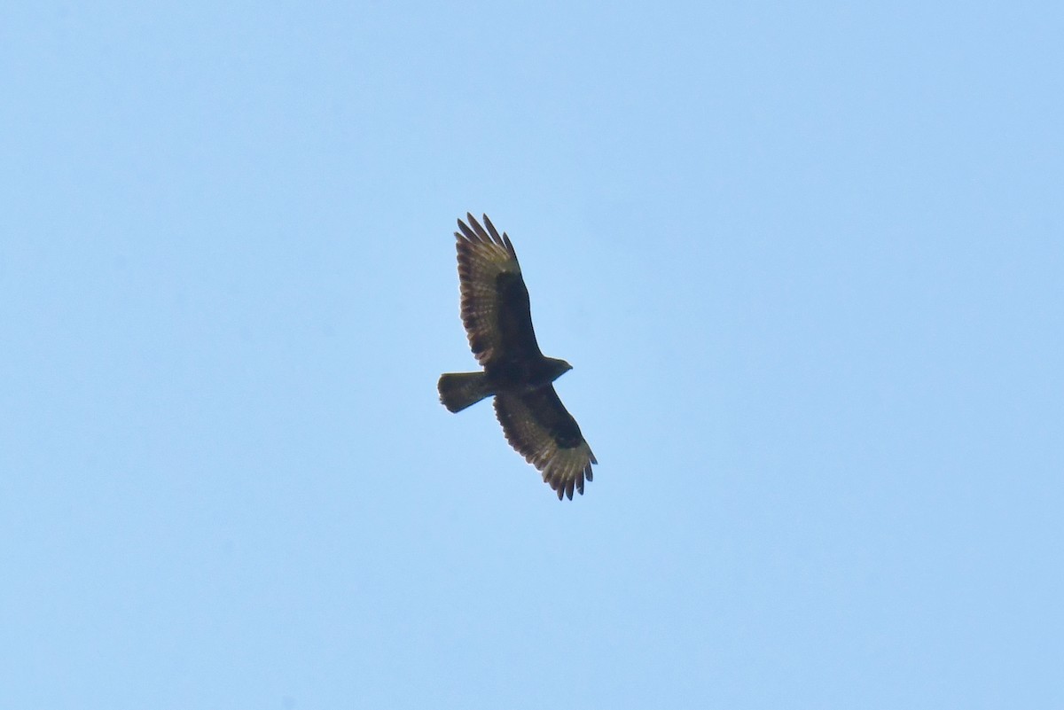 Common Buzzard - ML638288890