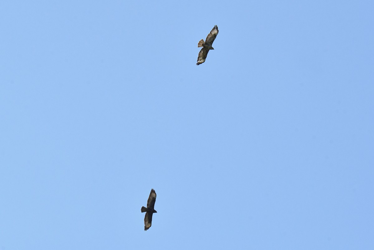 Common Buzzard - ML638288891