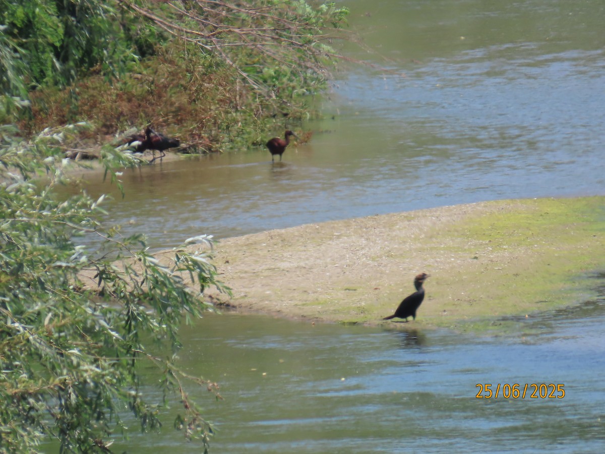 bronseibis - ML638288895