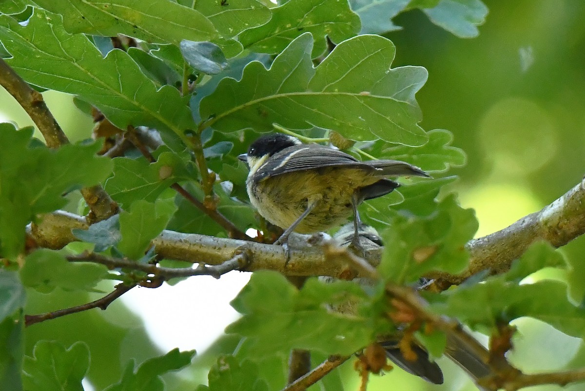 Coal Tit - ML638288900