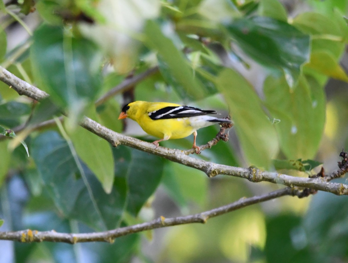 gulstillits - ML638288905