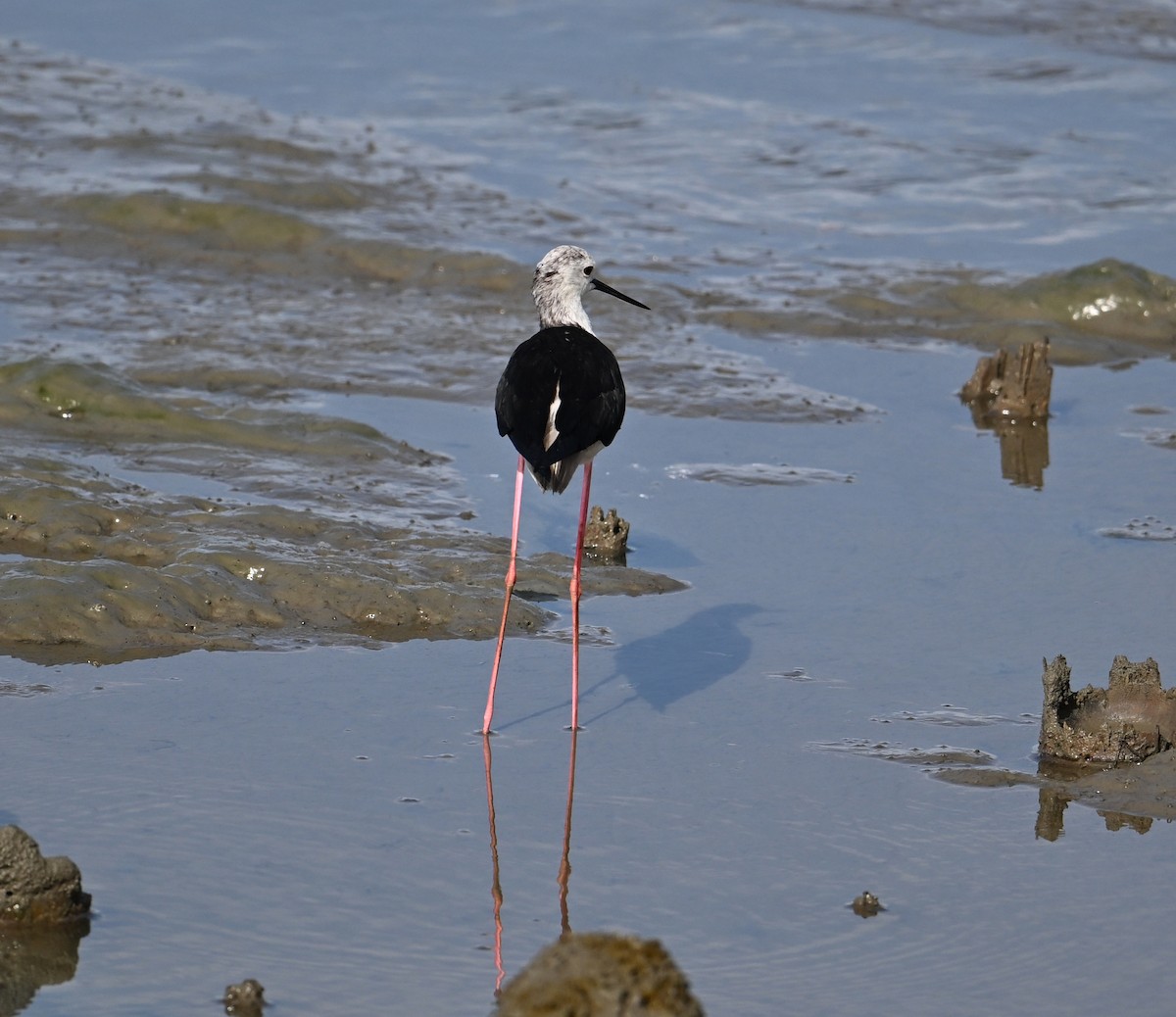 Black-winged Stilt - ML638288908