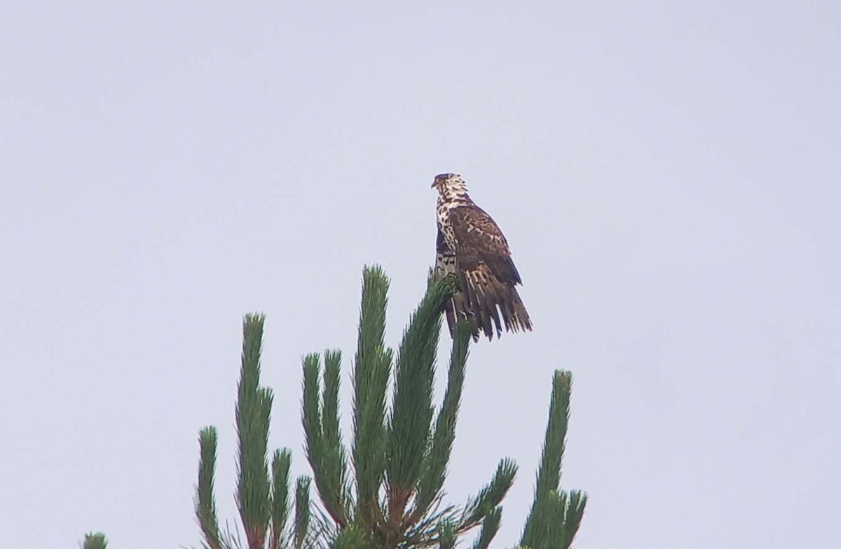 European Honey-buzzard - ML638288909