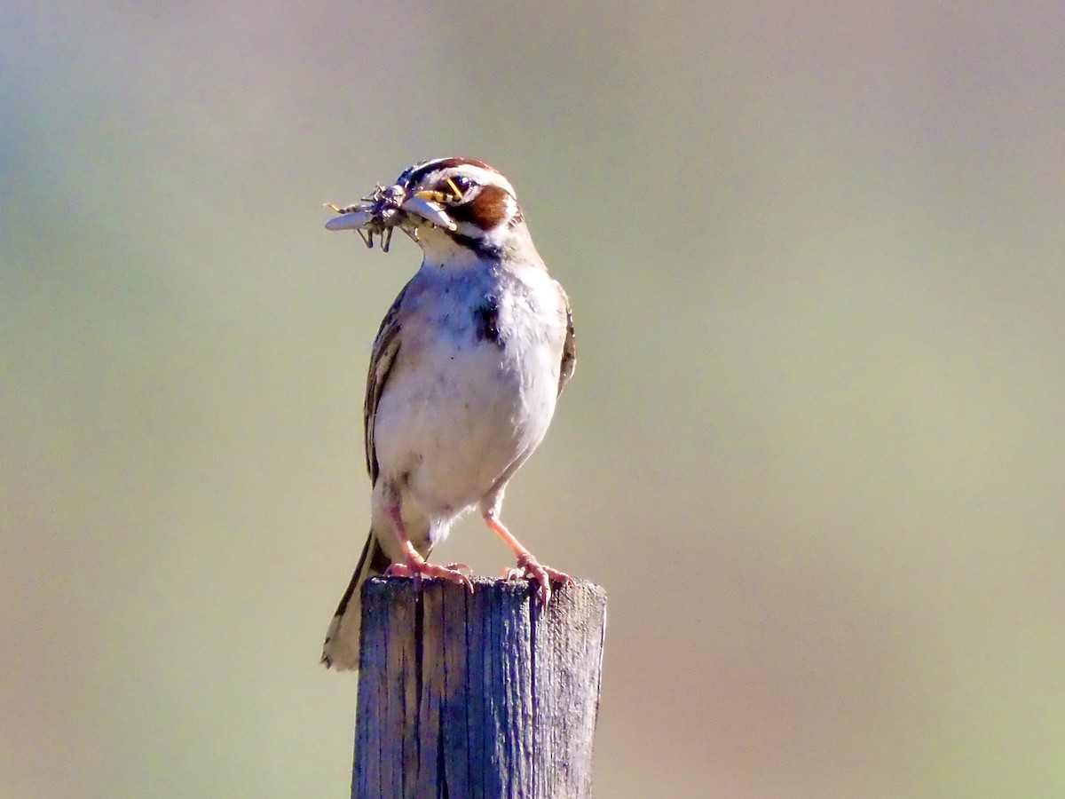 Lark Sparrow - ML638288912