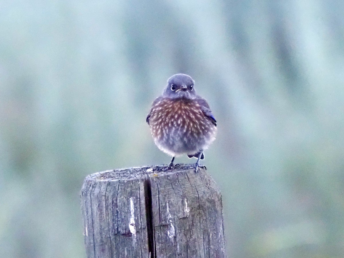Western Bluebird - ML638288916