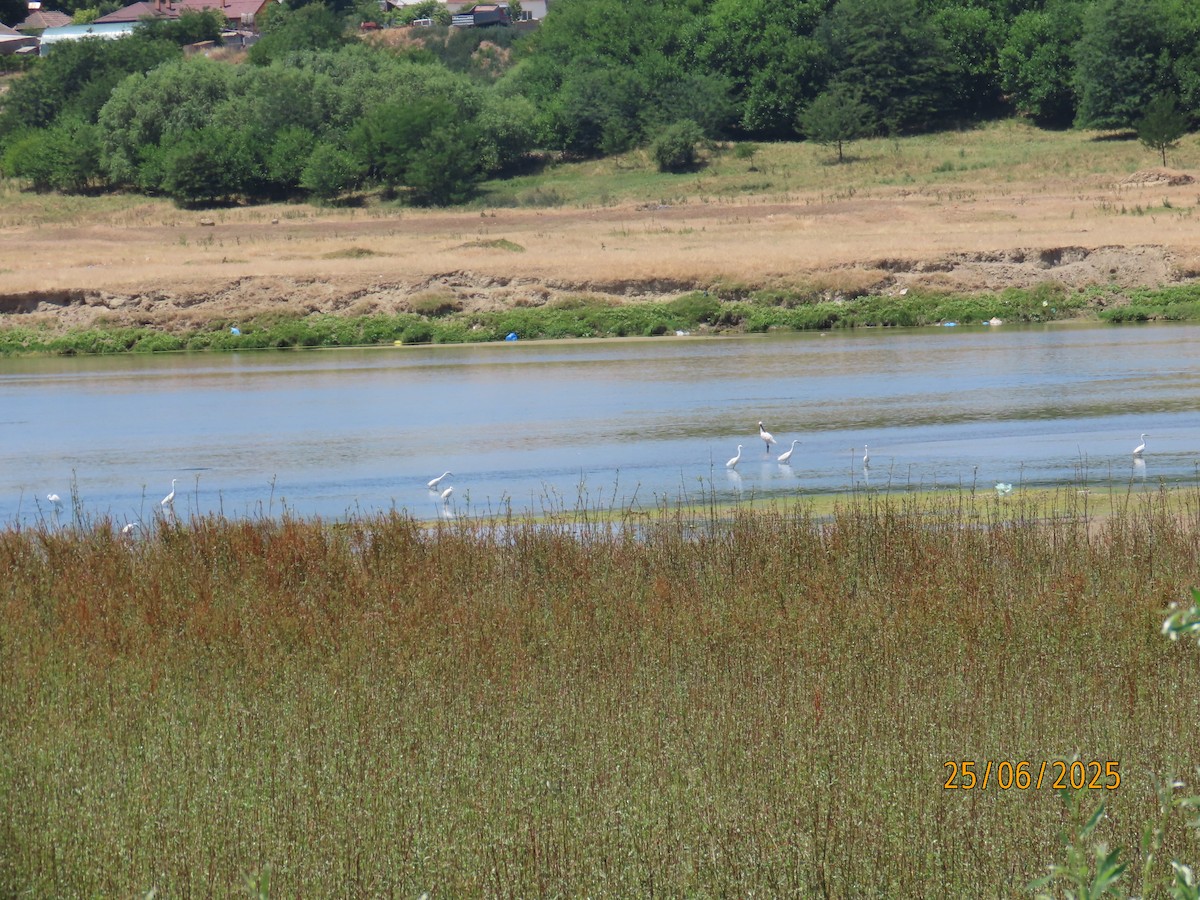 Little Egret - ML638288917