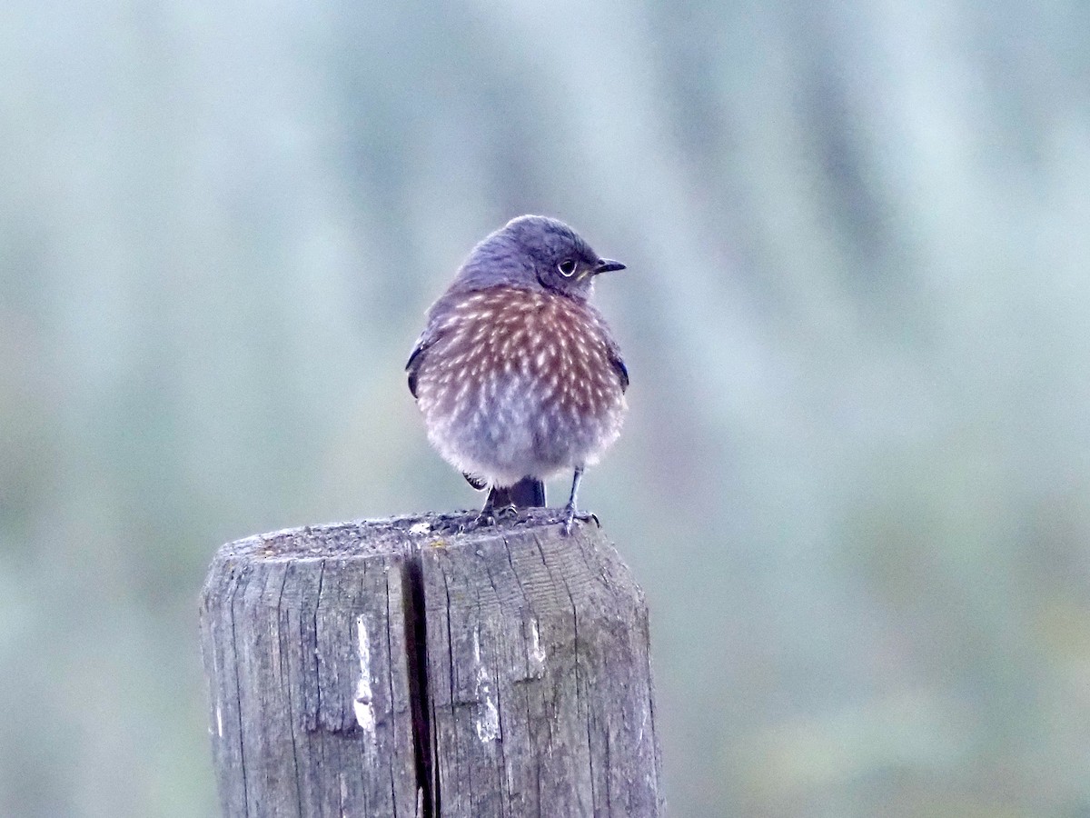 Western Bluebird - ML638288925