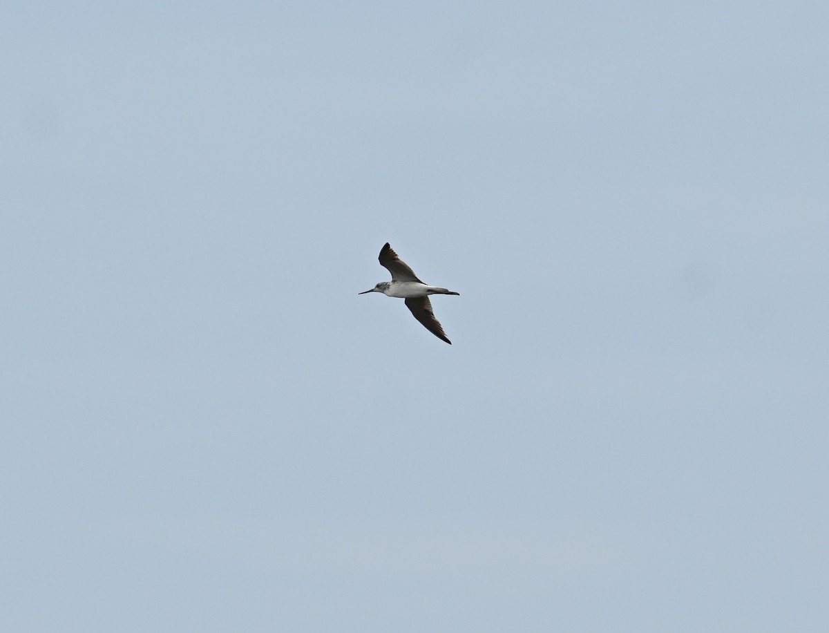 青足鷸 - ML638288928
