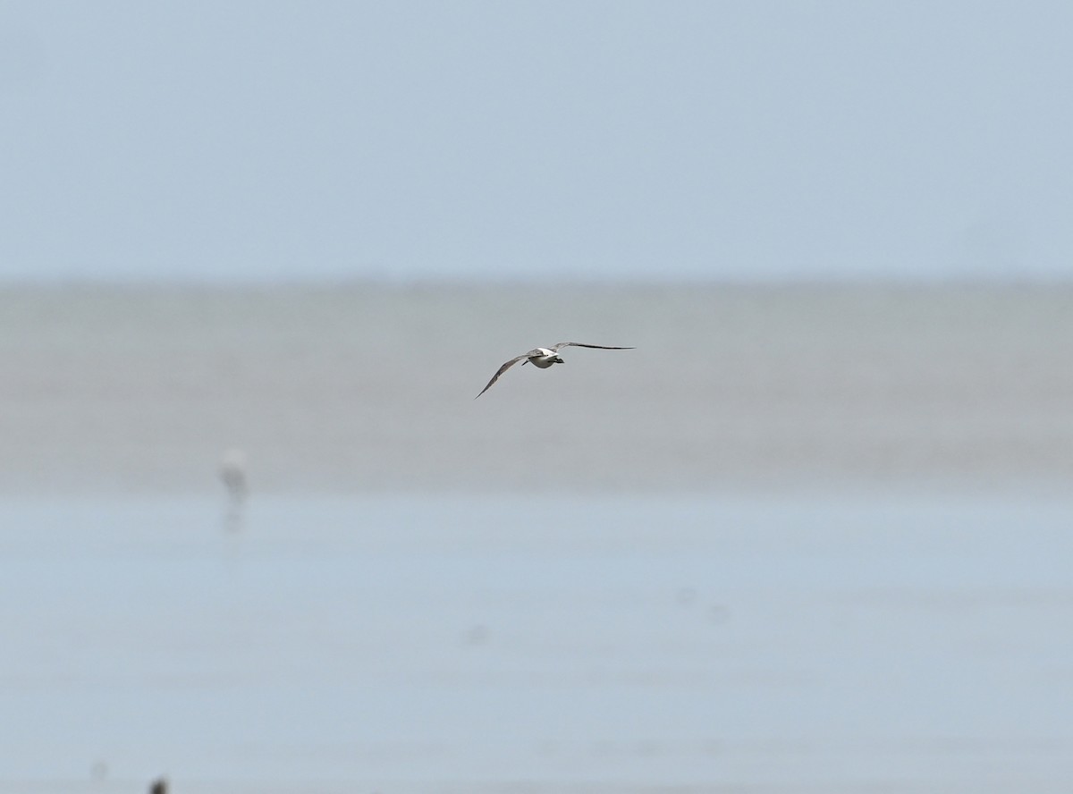 青足鷸 - ML638288929