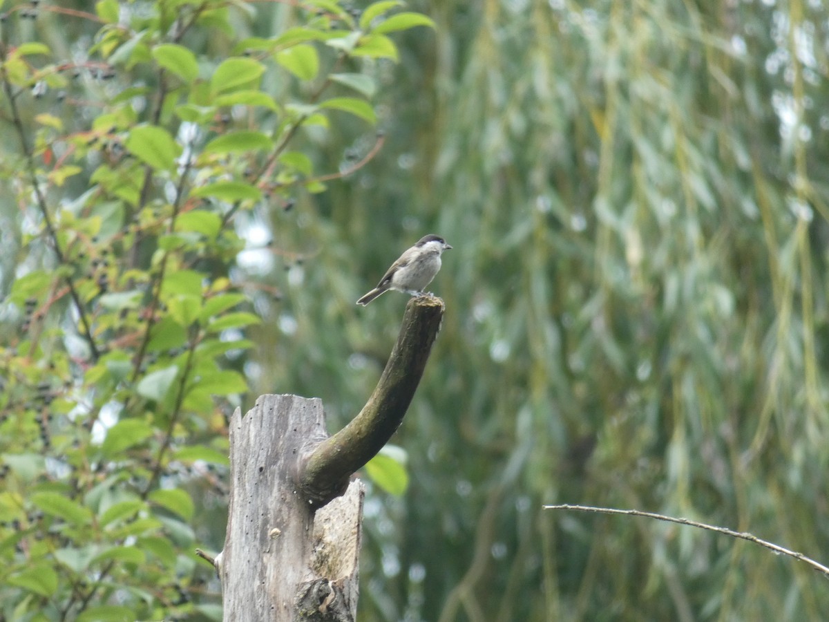 Marsh Tit - ML638288930