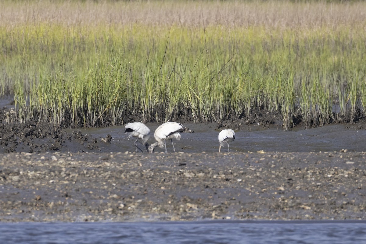 Wood Stork - ML638288932