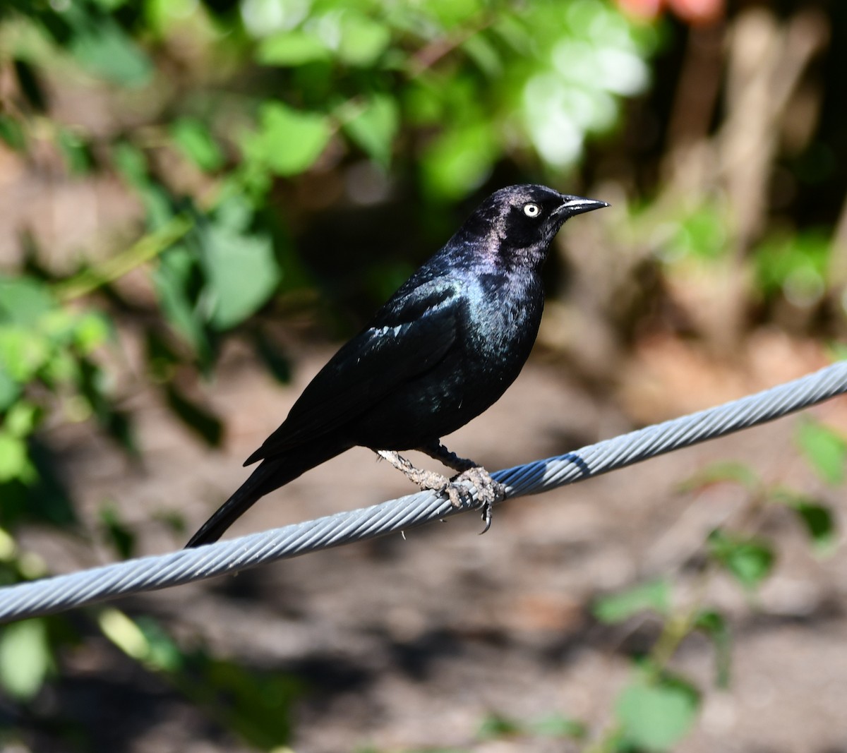 Brewer's Blackbird - ML638288933