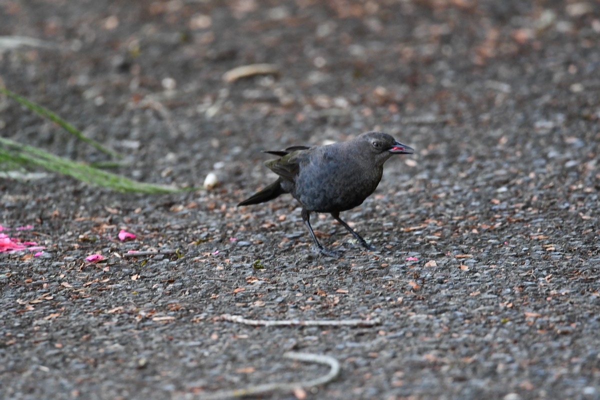 Brewer's Blackbird - ML638288935