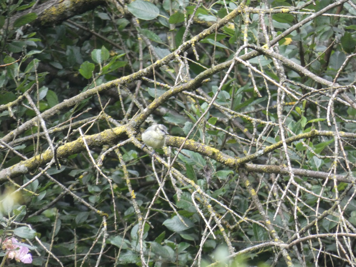 Eurasian Blue Tit - ML638288938