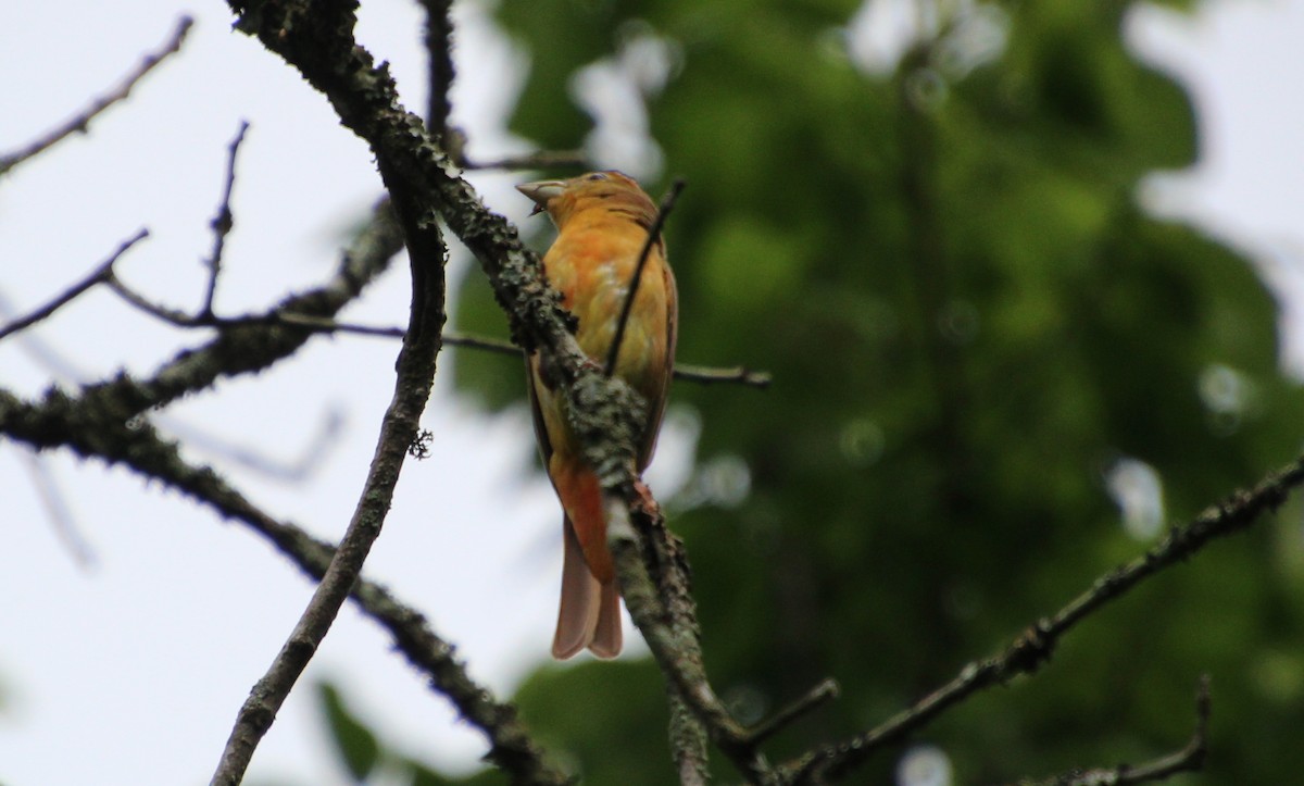 Summer Tanager - ML638288940