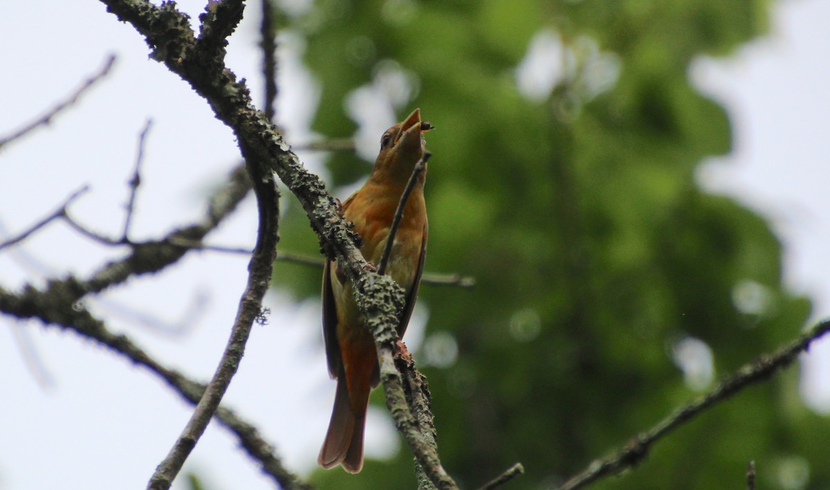 Summer Tanager - ML638288941