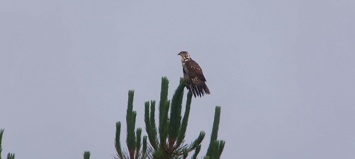 European Honey-buzzard - ML638288942