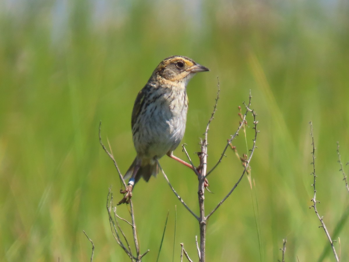 Saltmarsh Sparrow - ML638288944