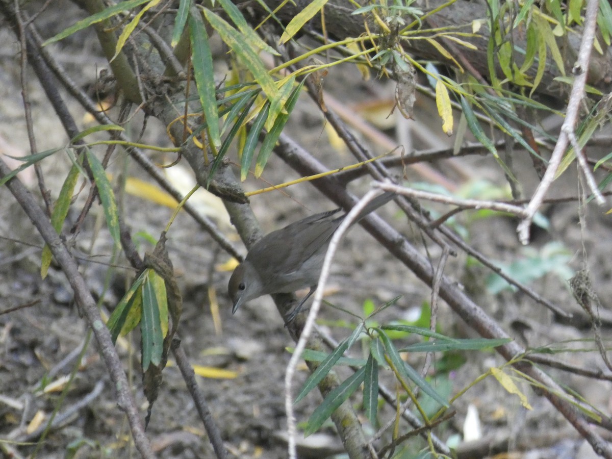 Eurasian Blackcap - ML638288945