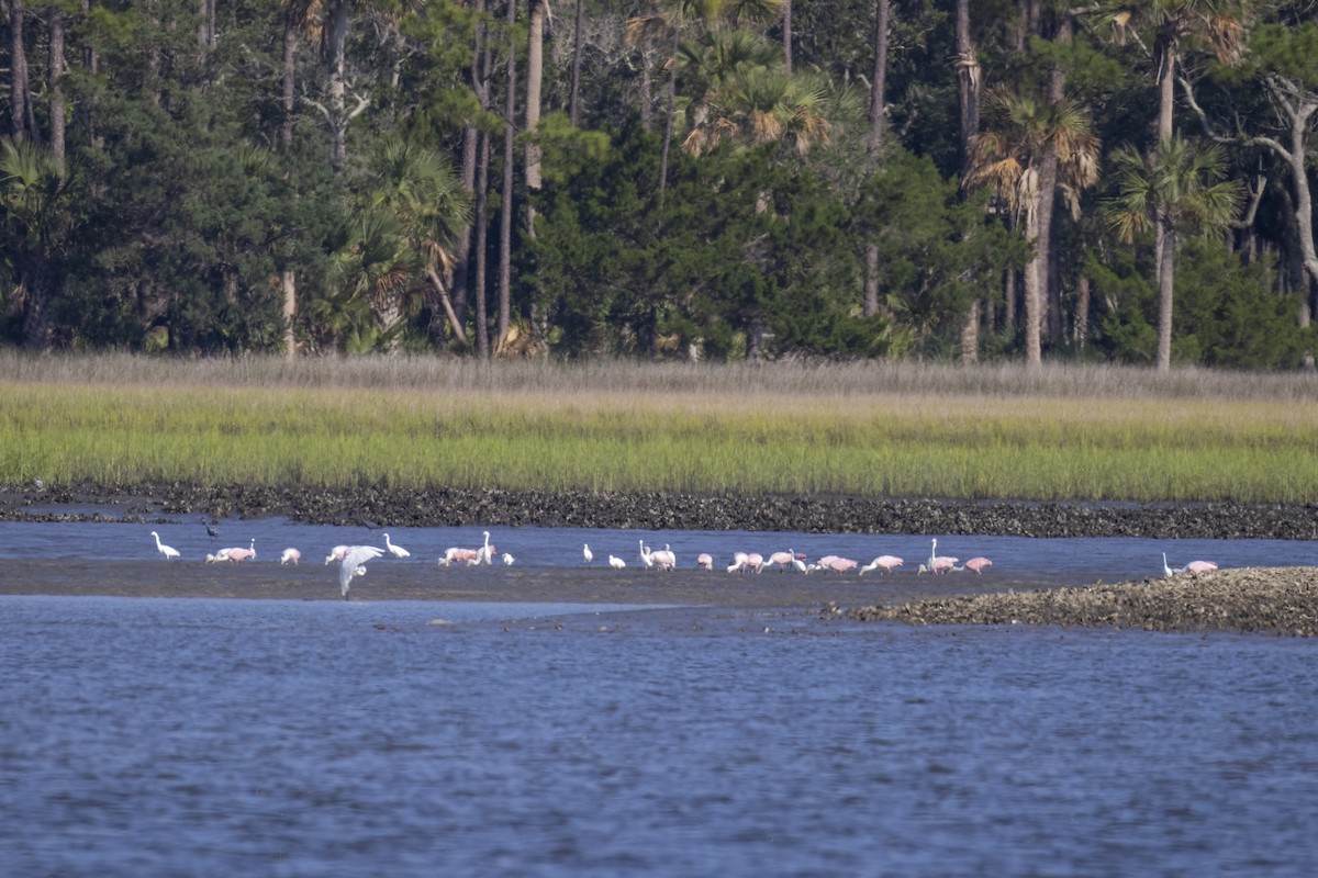 Roseate Spoonbill - ML638288952