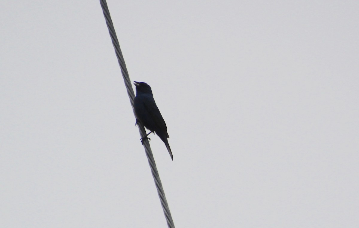 Indigo Bunting - ML638288954