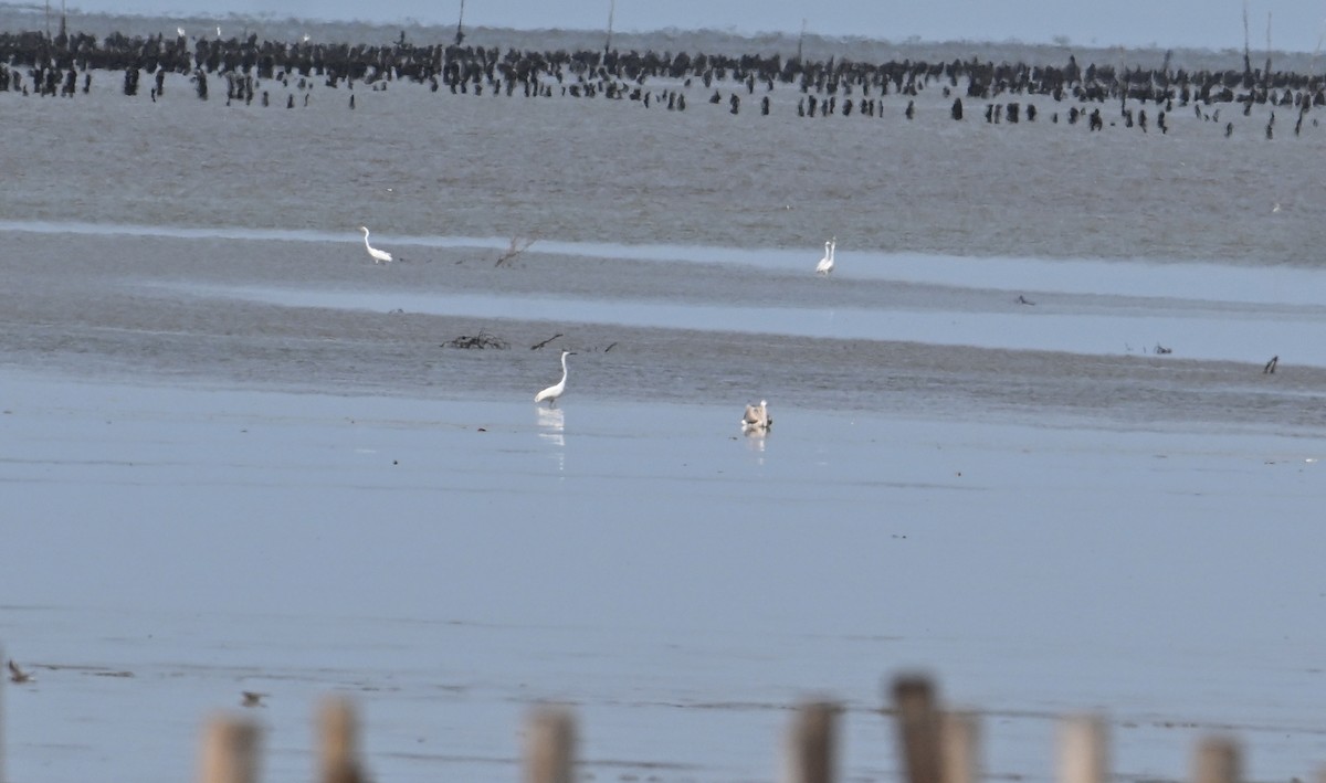 Spot-billed Pelican - ML638288958