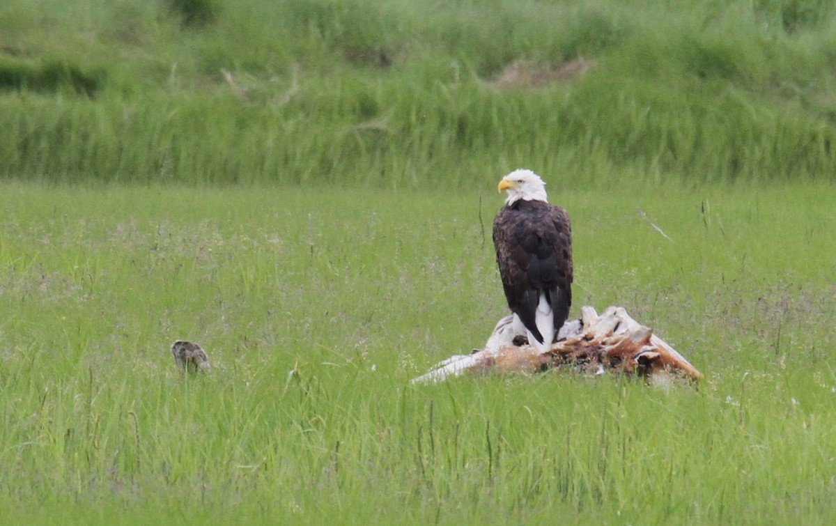 Weißkopf-Seeadler - ML638288959