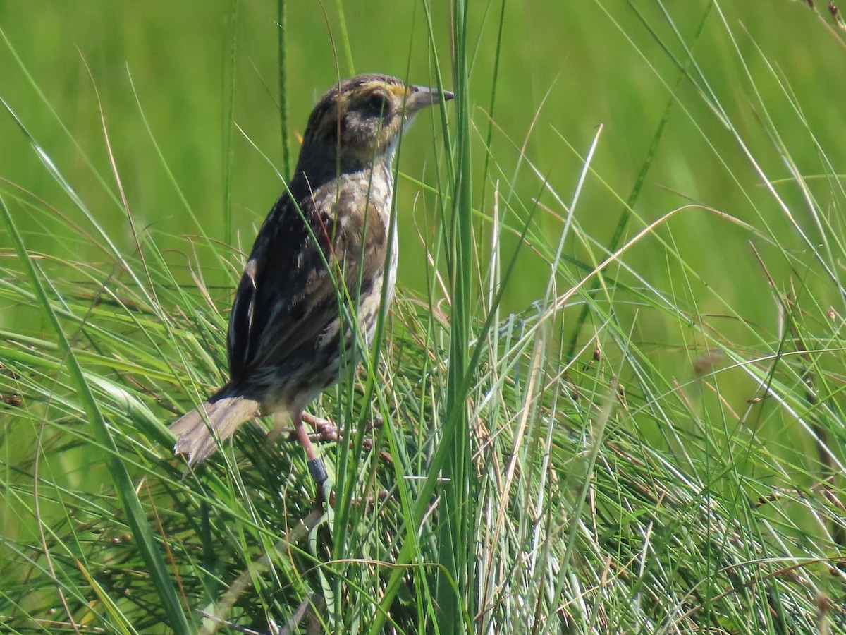 Saltmarsh Sparrow - ML638288962