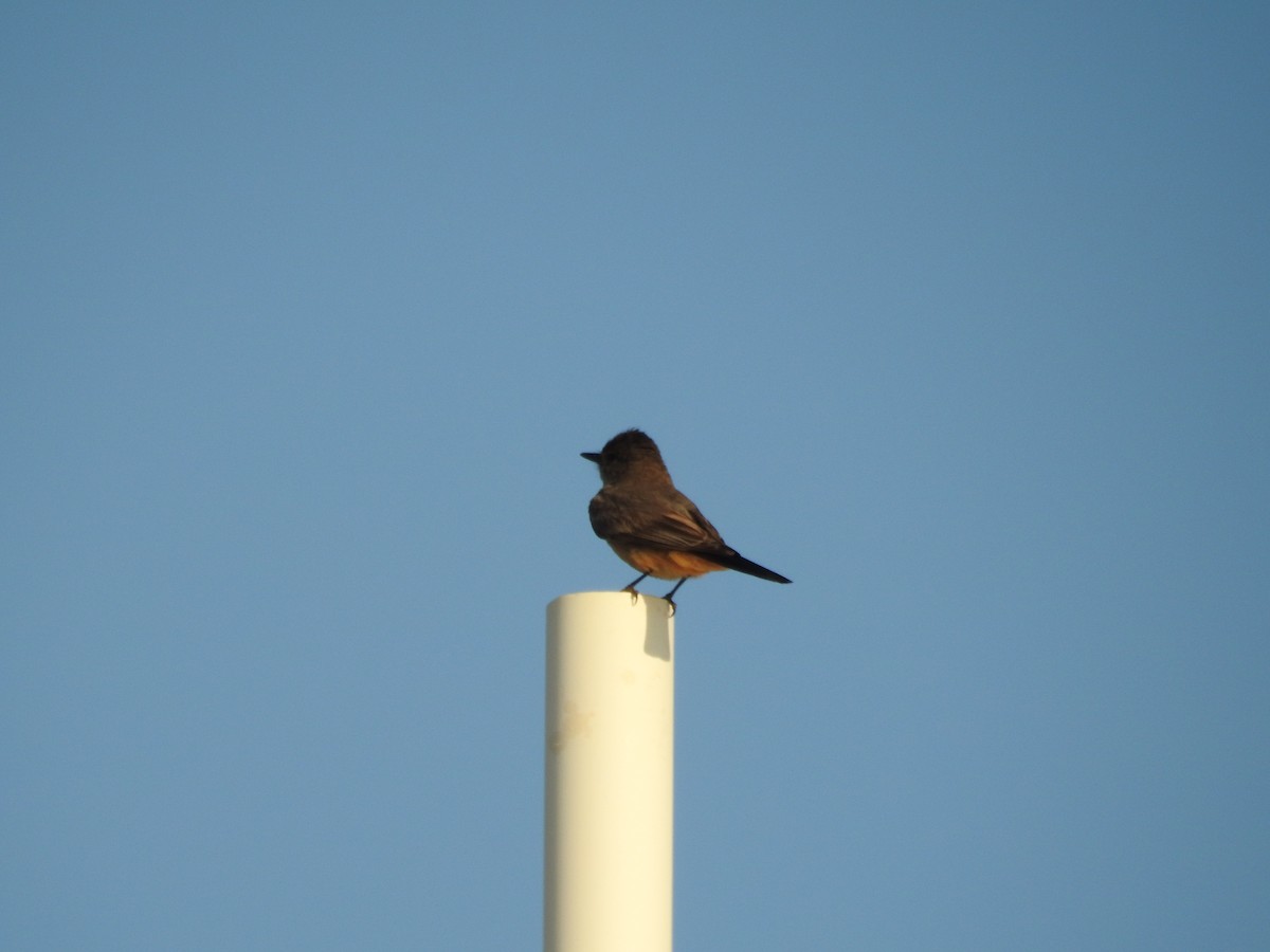 Say's Phoebe - ML638288965