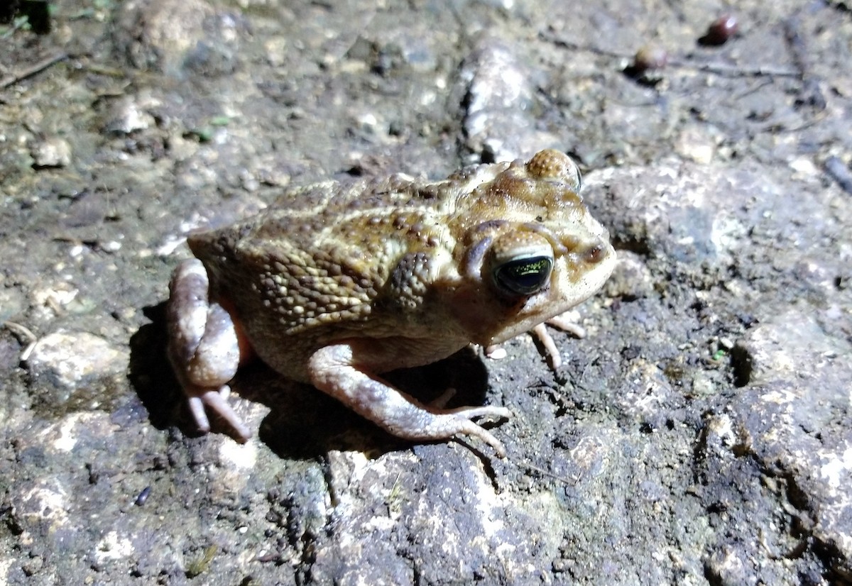 True Toads - ML638288971