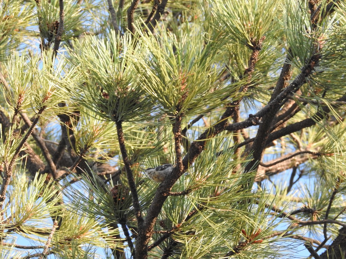 Pygmy Nuthatch - ML638288979