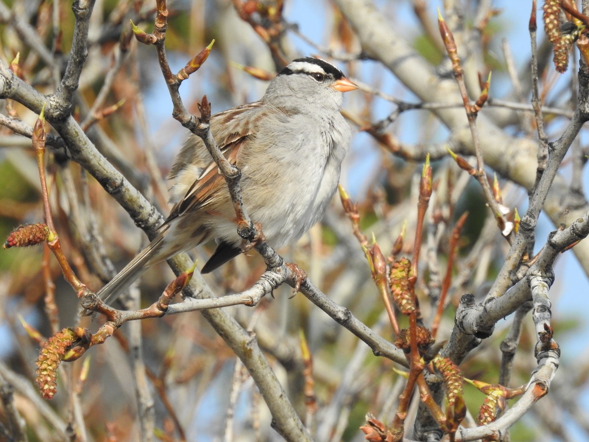 White-crowned Sparrow - ML638288980