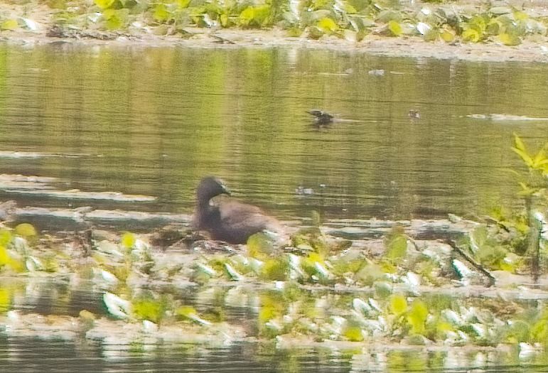 Least Grebe - ML638288991