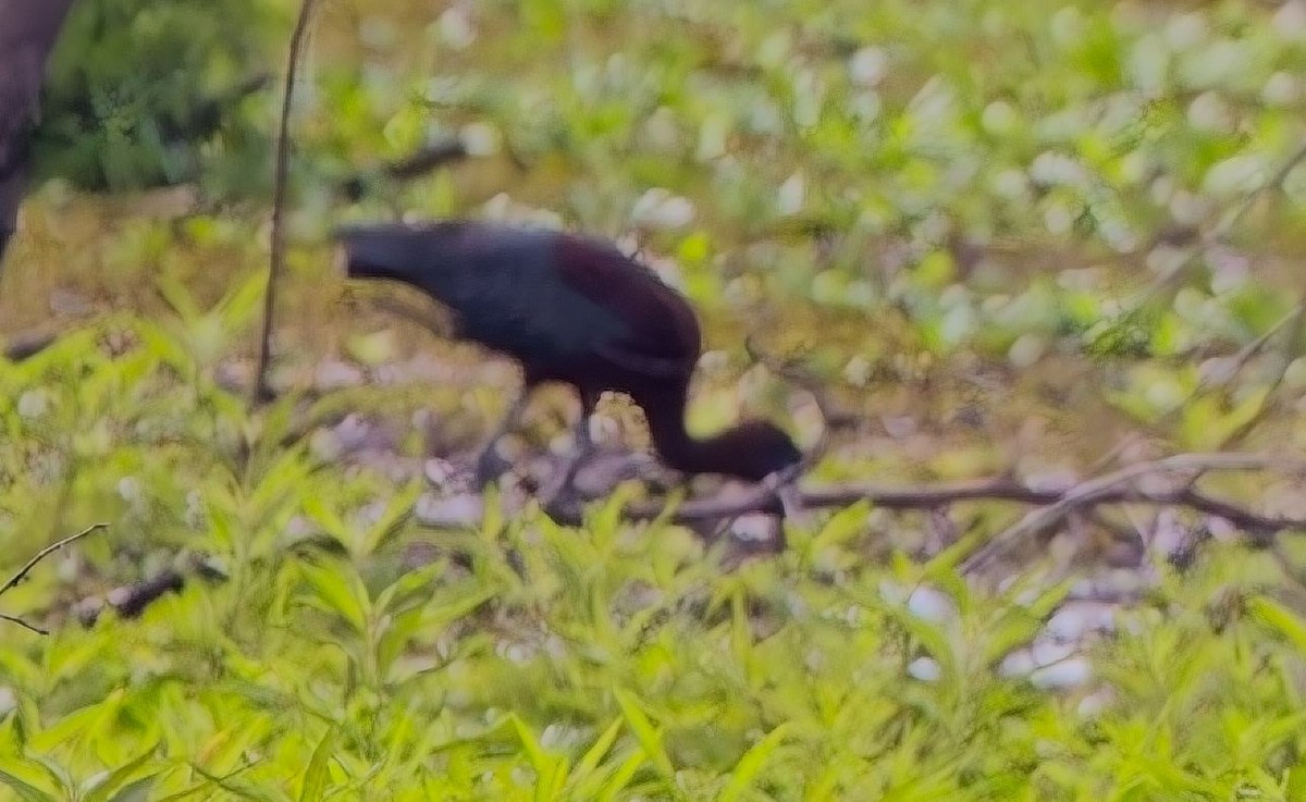 bronseibis - ML638288998