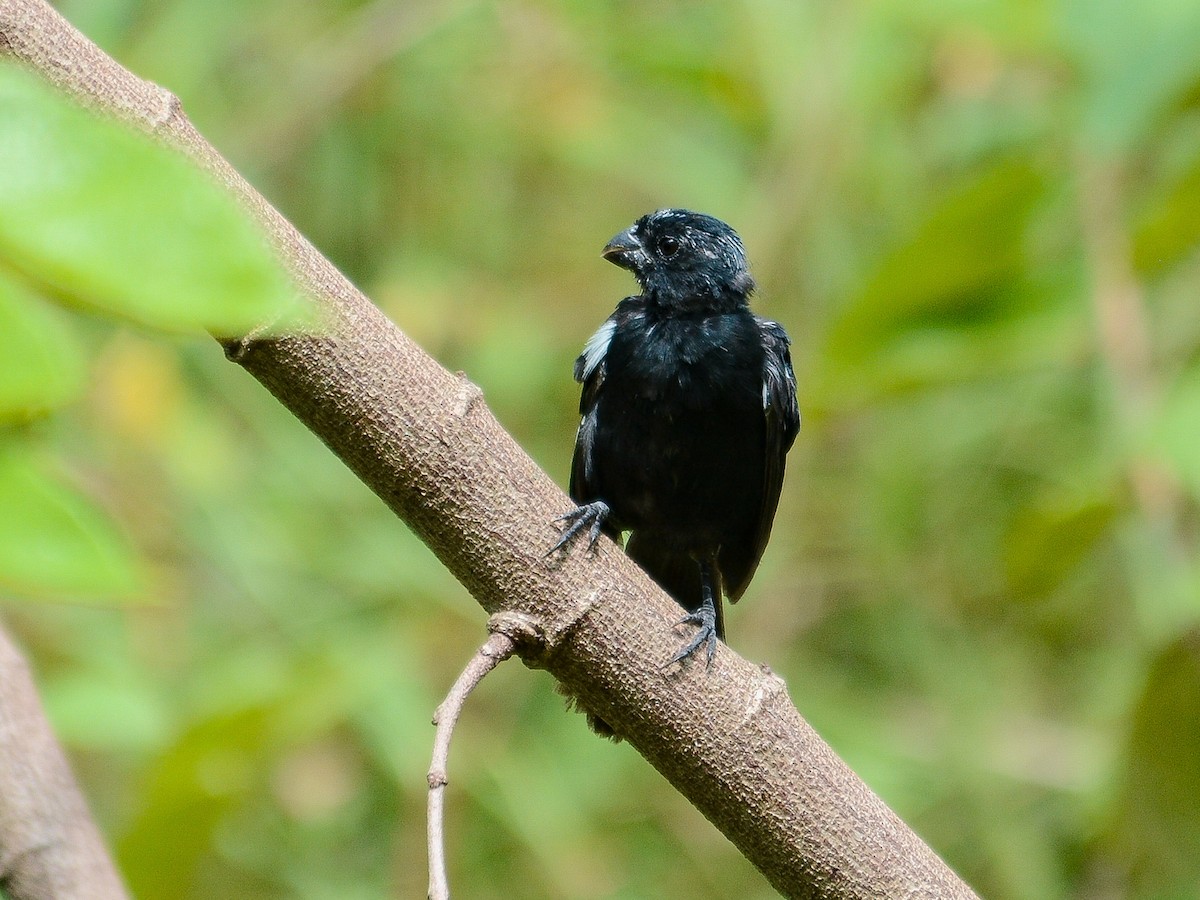 Variable Seedeater (Black) - ML638289000