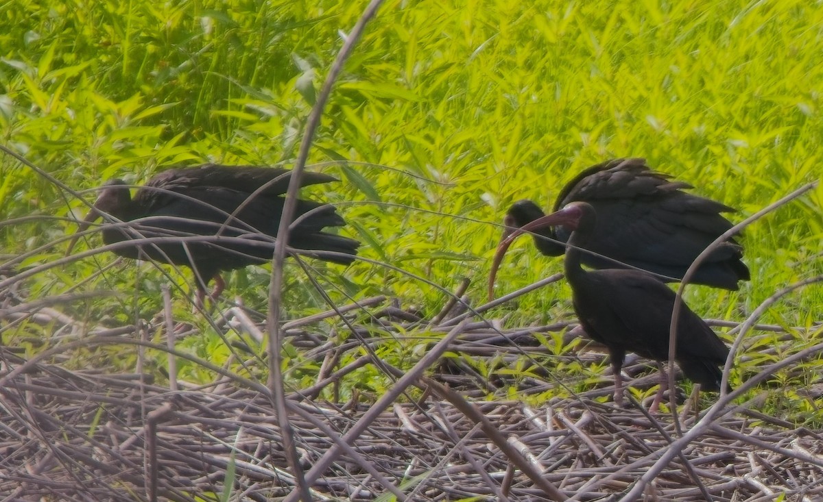 Bare-faced Ibis - ML638289001