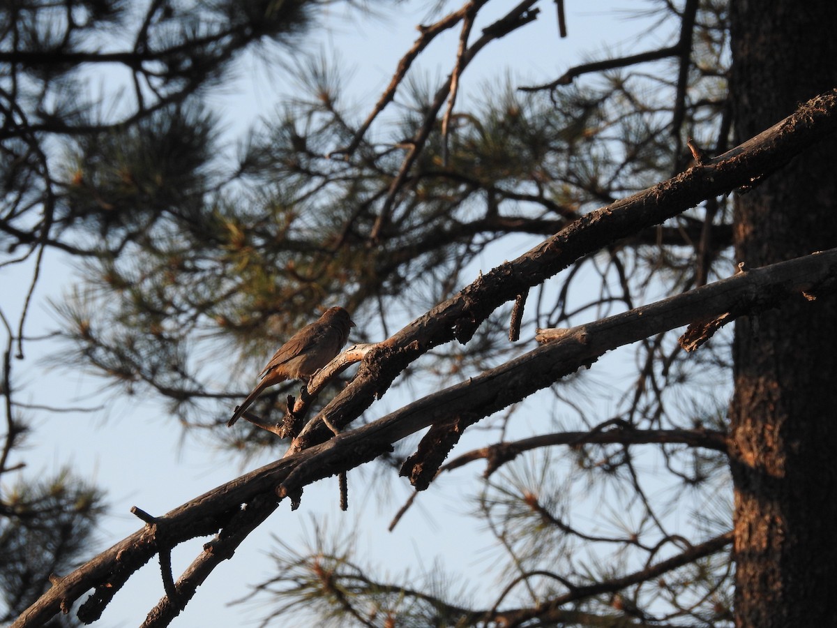 Canyon Towhee - ML638289002