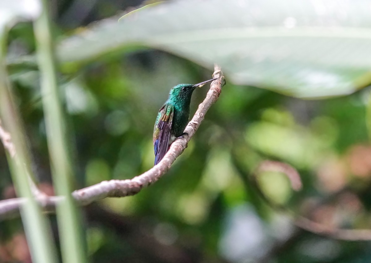 Blue-vented Hummingbird - ML638289003