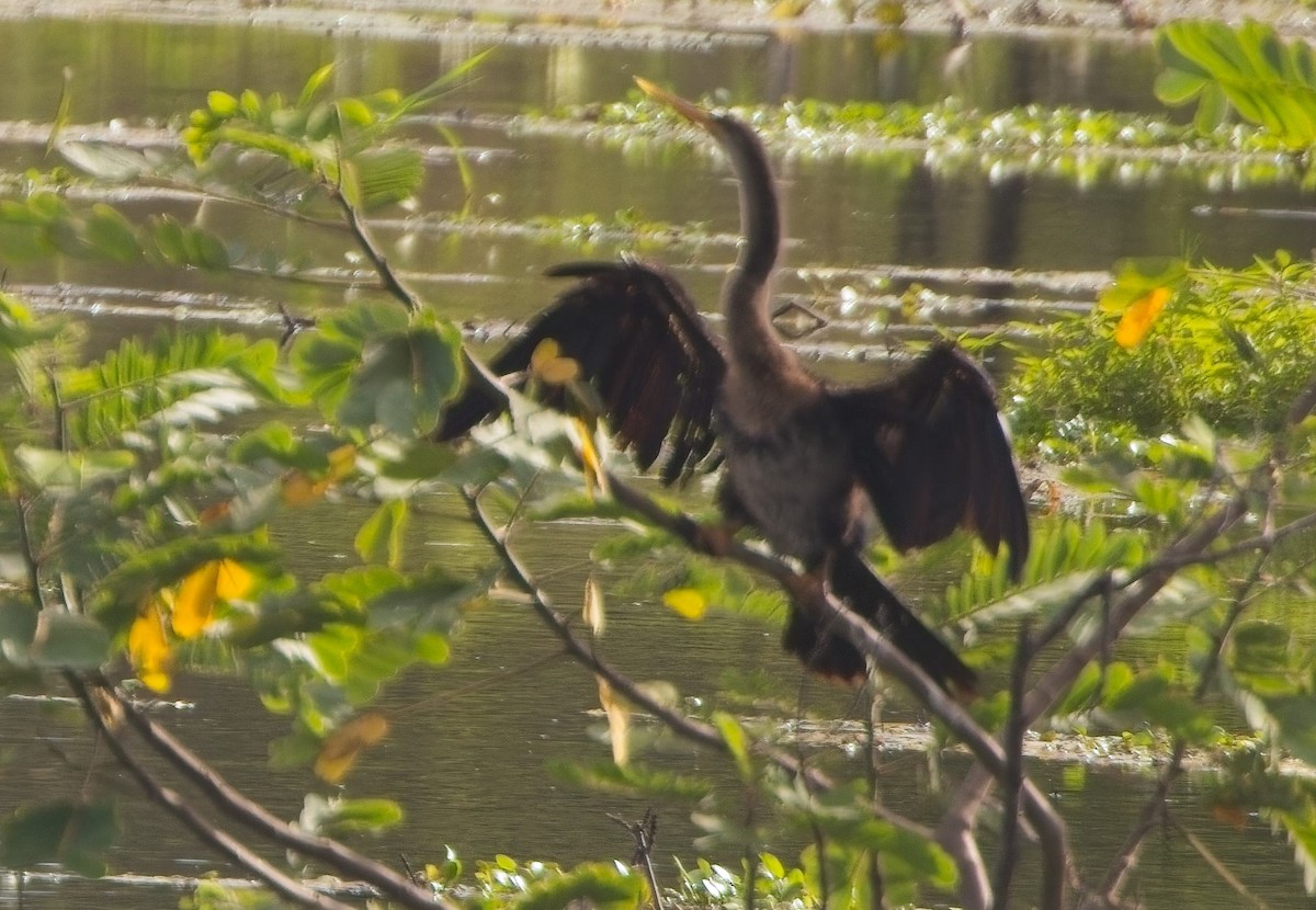 Anhinga - ML638289005
