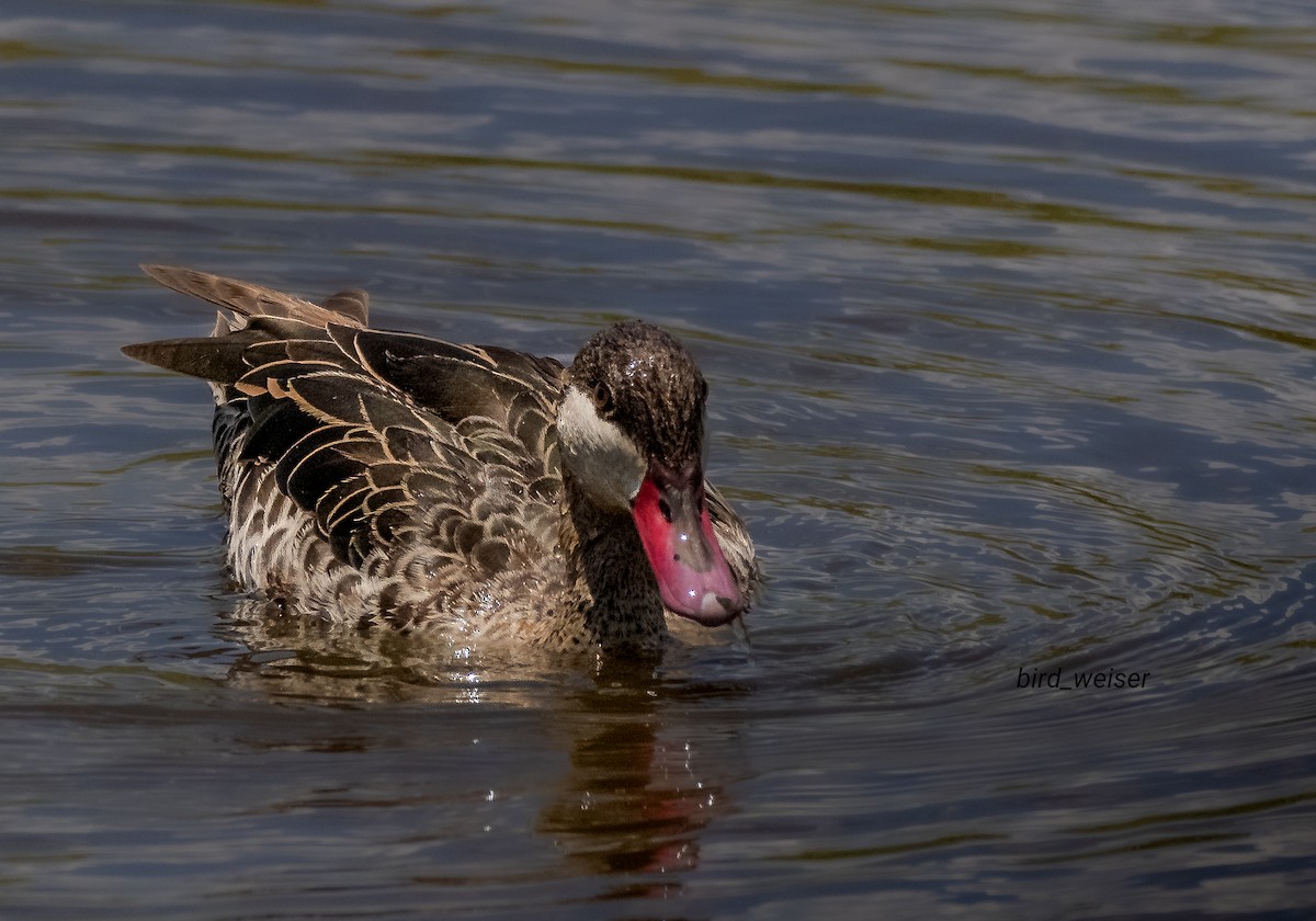 Red-billed Duck - ML638289013
