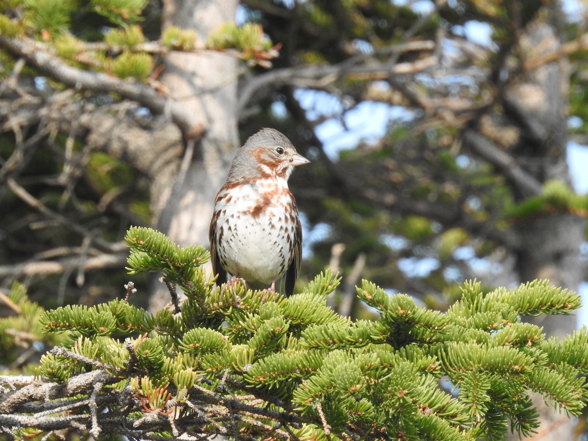 Fox Sparrow - ML638289023