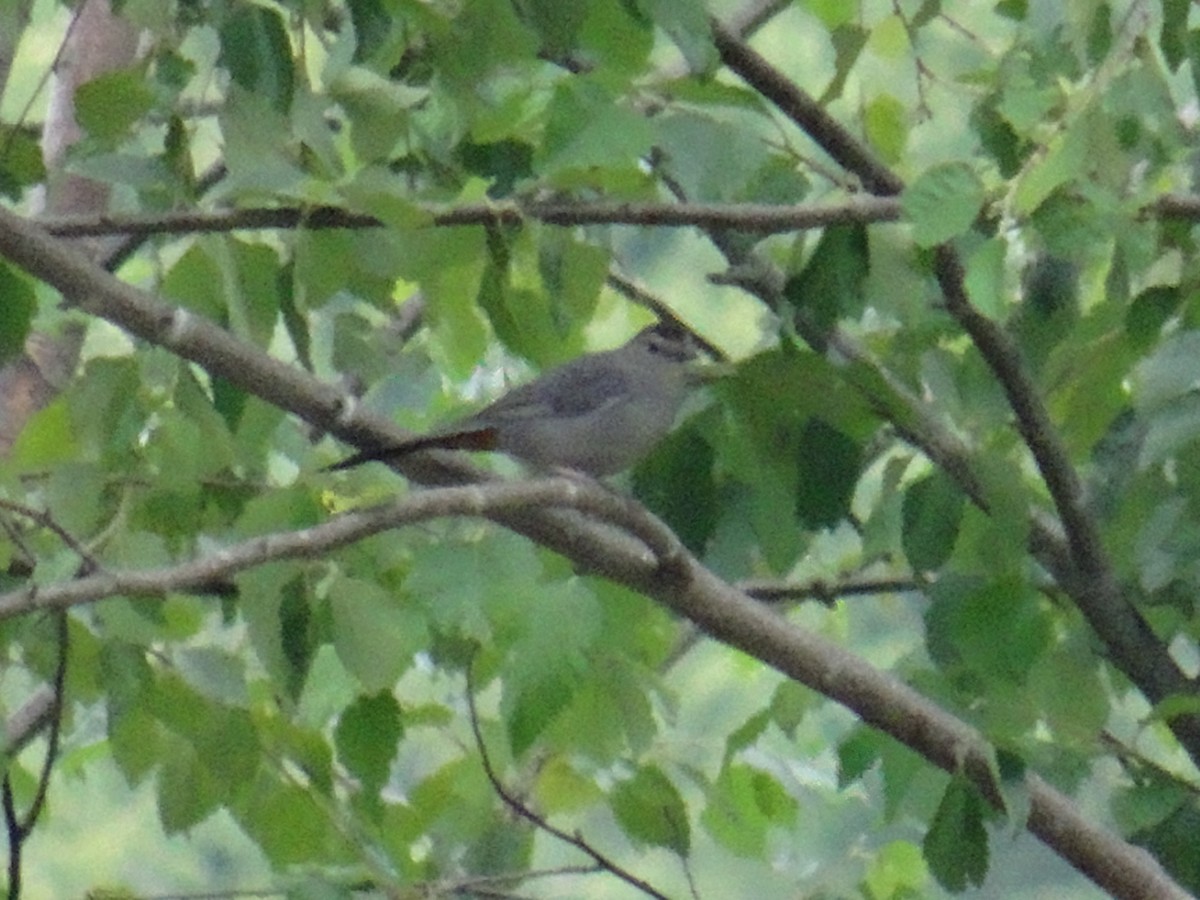 Gray Catbird - ML638289028