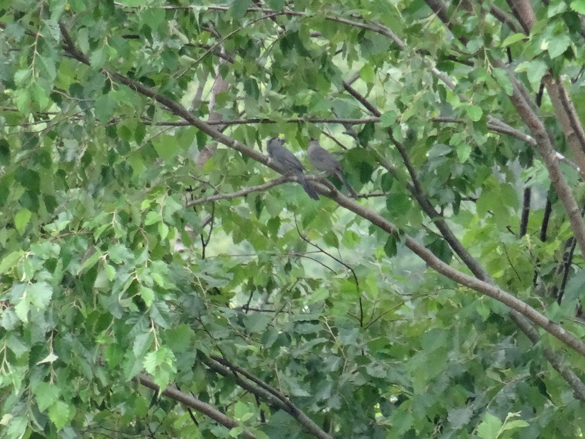 Gray Catbird - ML638289029